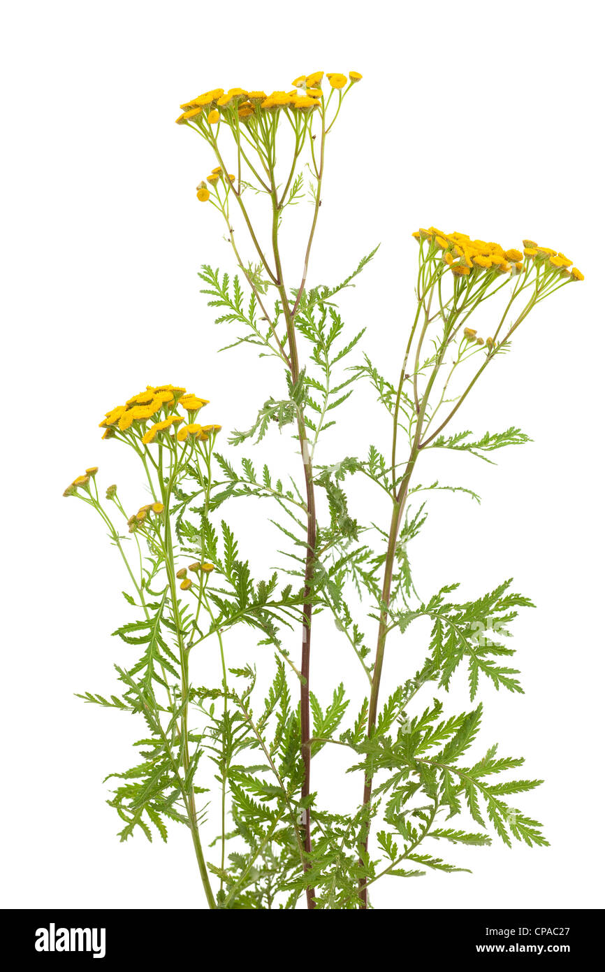 Infiorescenza di giallo Erba tansy su sfondo bianco Foto Stock