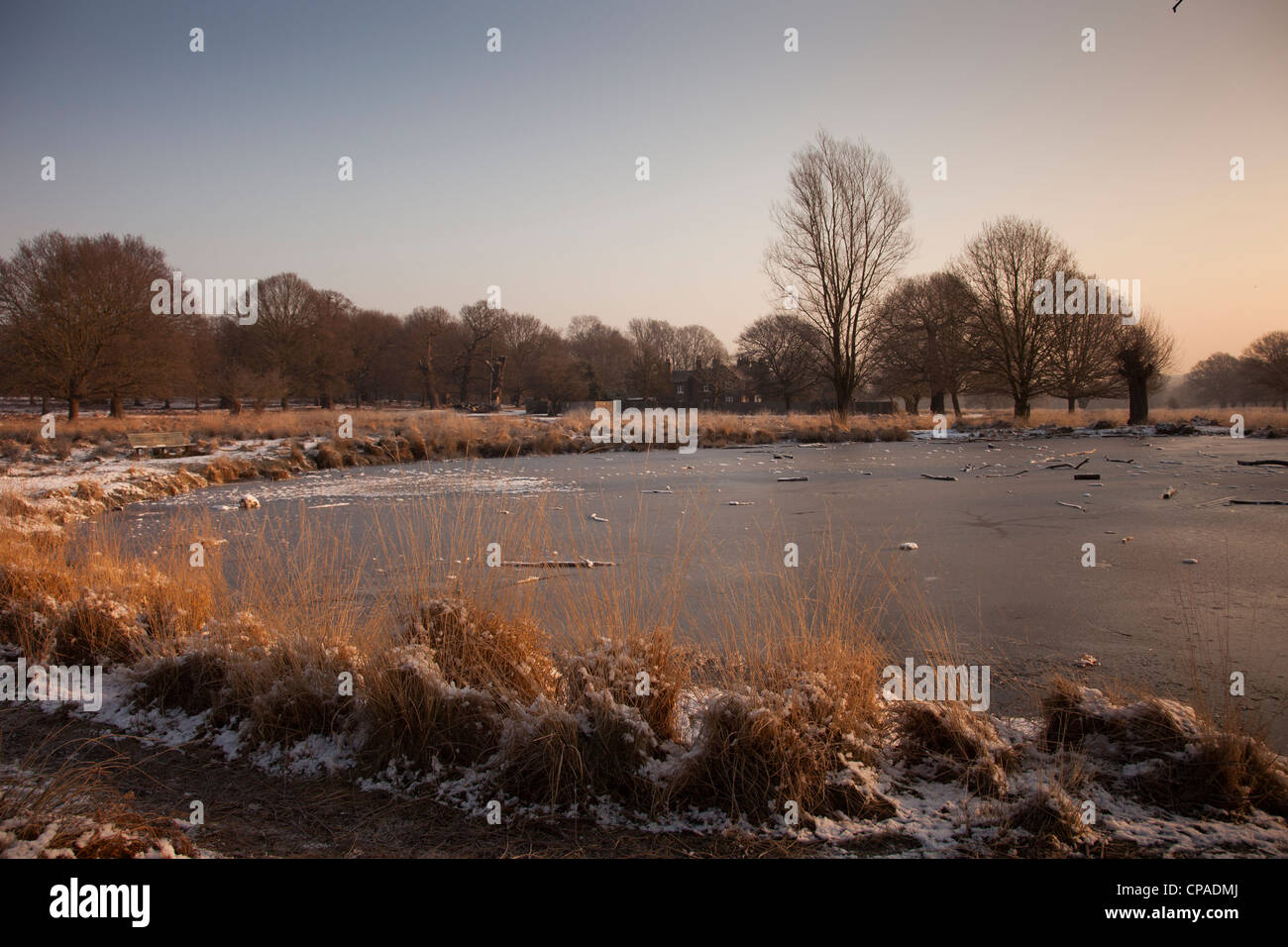 Congelato stagno vicino al Frassino Lodge in background,Richmond Park,Surrey, Inghilterra Foto Stock
