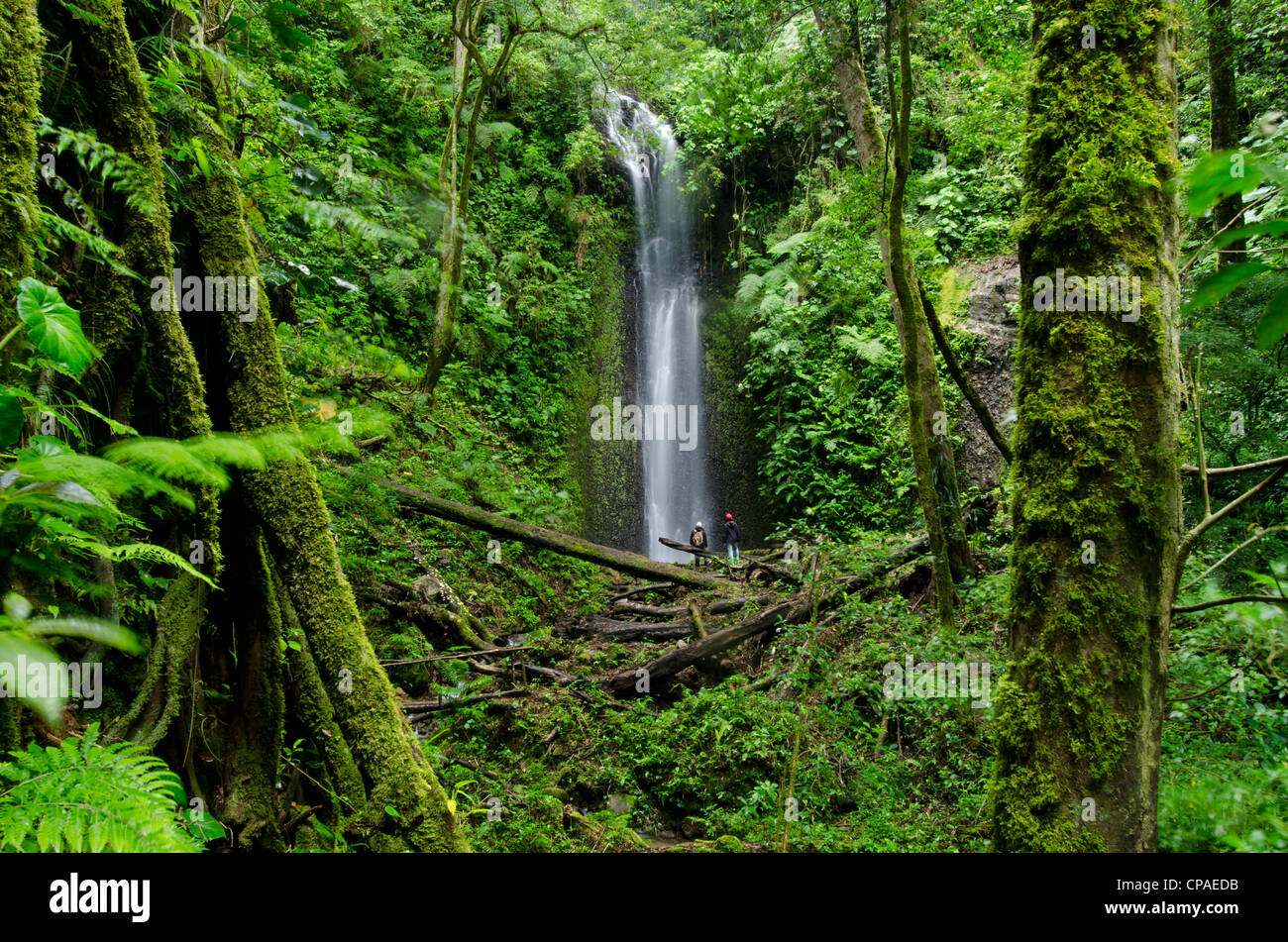 Una cascata su cloud forest, La Amistad parco internazionale Foto Stock