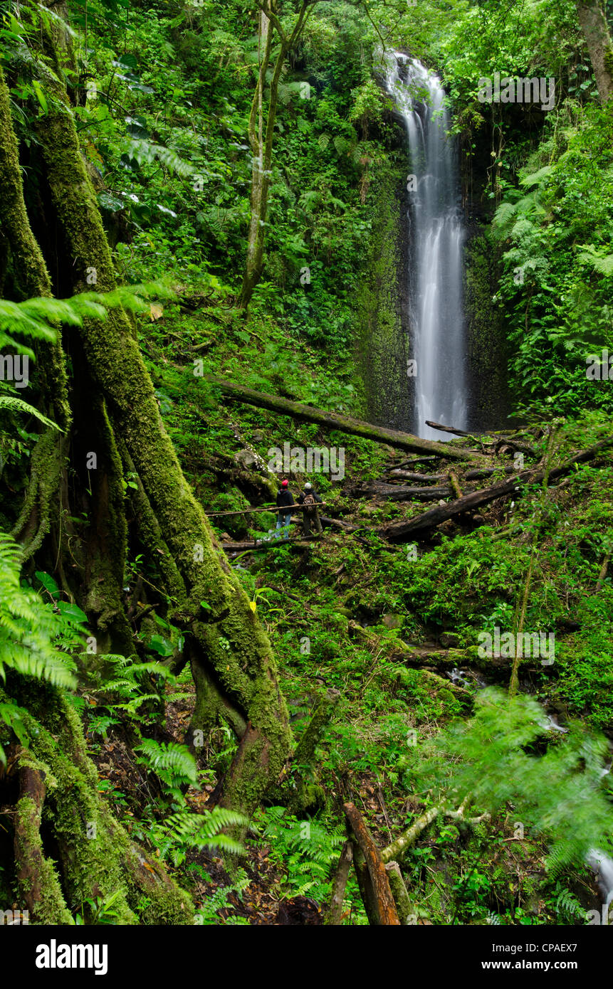 Una cascata su cloud forest, La Amistad parco internazionale Foto Stock