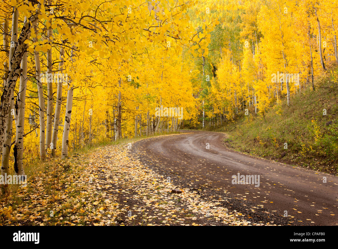 Stati Uniti d'America, Colorado, Uncompahgre National Forest. Autunno-aspen colorata linea di alberi di una strada forestale Foto Stock