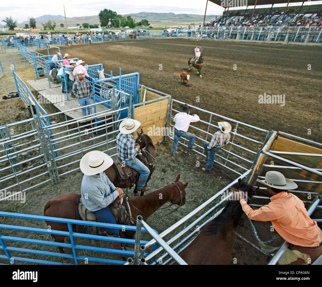 Stati Uniti d'America, Idaho, Fort Hall. Steer roping evento del rodeo tenutasi durante l'annuale Festival Shoshone-Bannock. Foto Stock