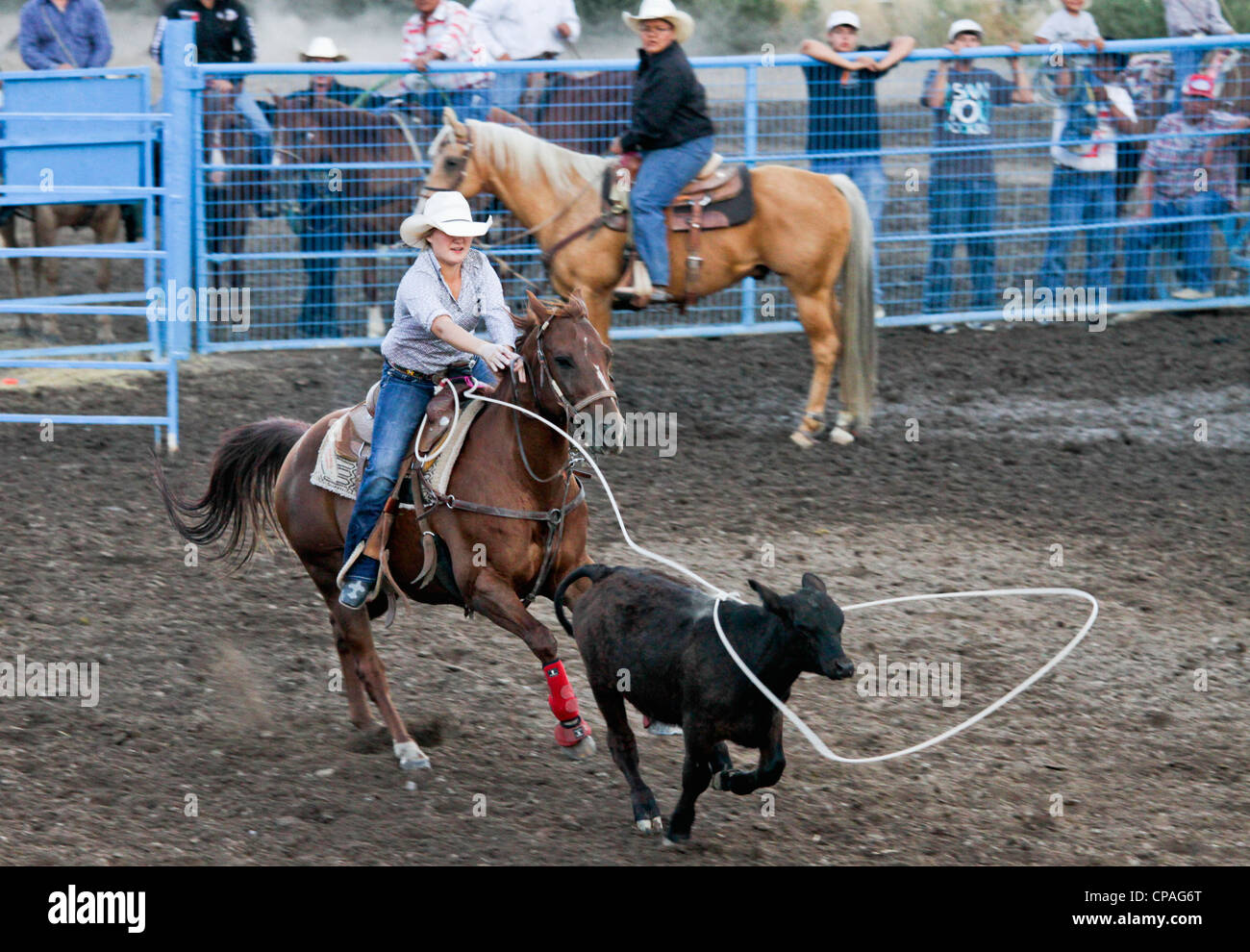Stati Uniti d'America, Idaho, Fort Hall.partecipante in donne steer roping evento del rodeo tenutasi durante l'annuale Festival Shoshone-Bannock. Foto Stock