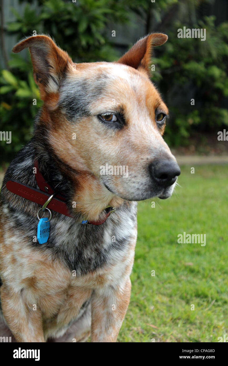 Testa e spalle ritratto di un Rosso Blu bovini croce cane sfondo giardino verticale BDA Foto Stock