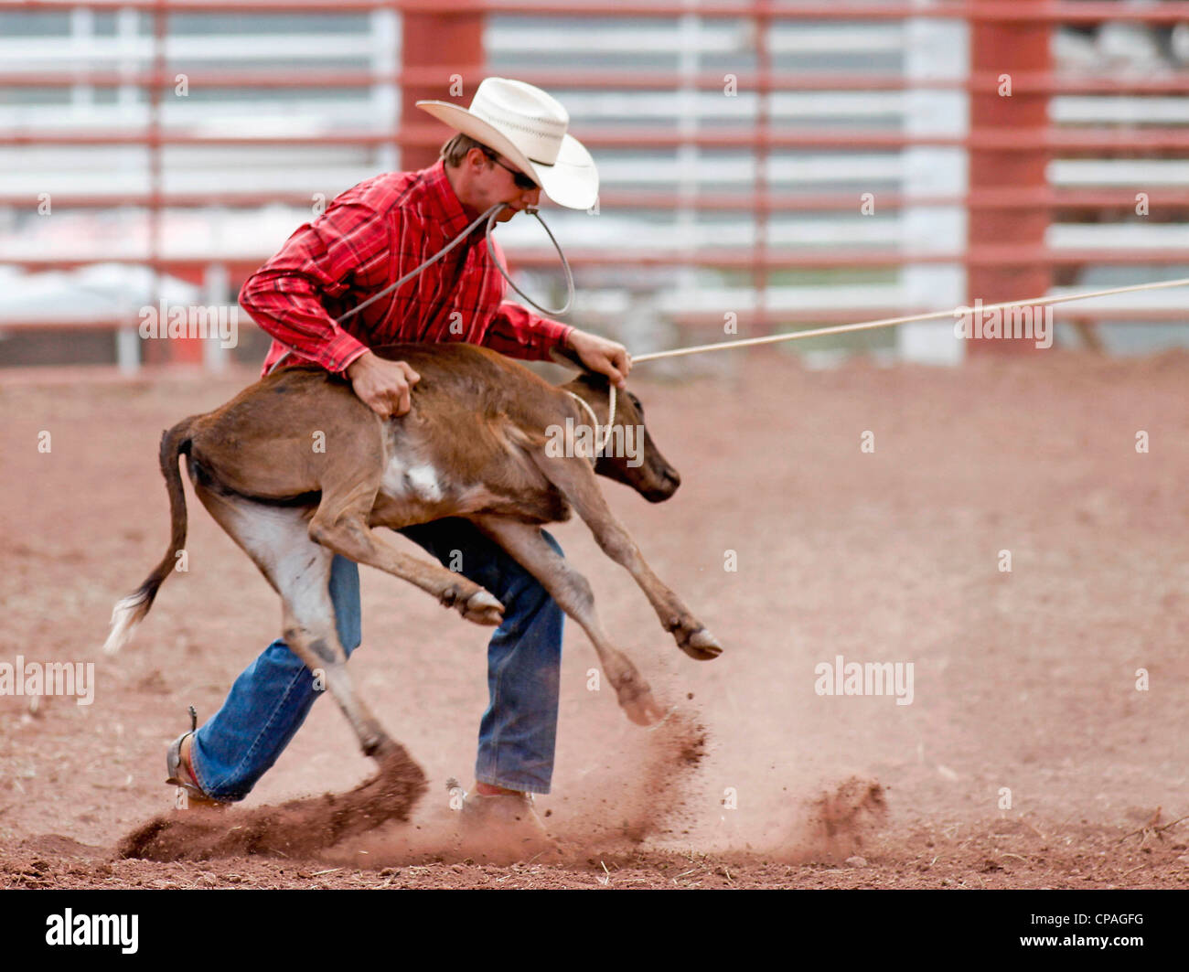 Stati Uniti d'America, Nuovo Messico, Mescalero. Concorrente in vitello roping evento presso l annuale Indian Rodeo tenutasi a Mescalero, Nuovo Messico. Foto Stock