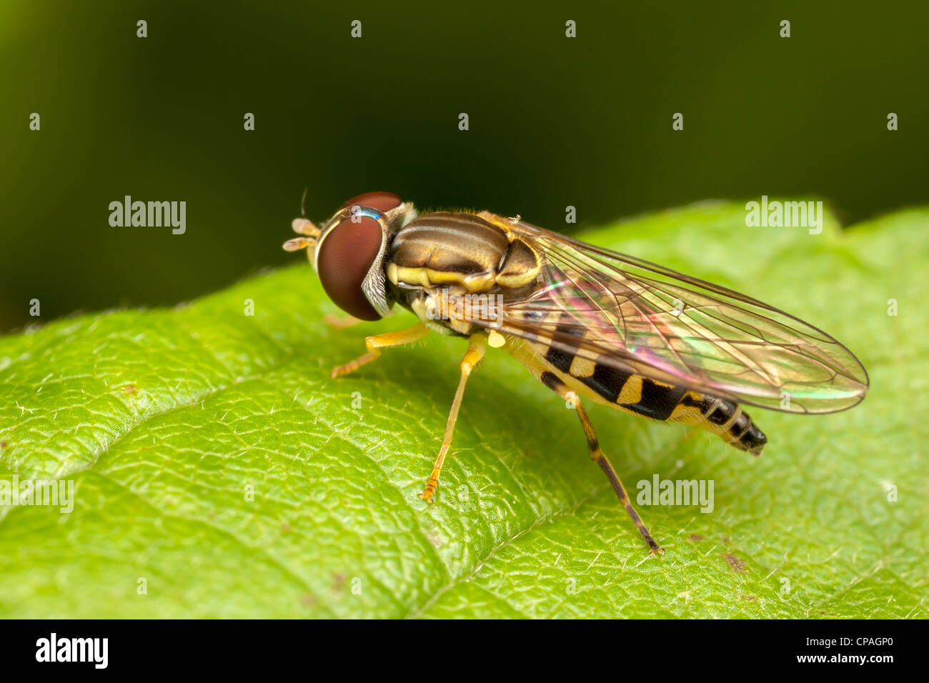 Flower Fly (Toxomerus geminatus) - Femmina Foto Stock