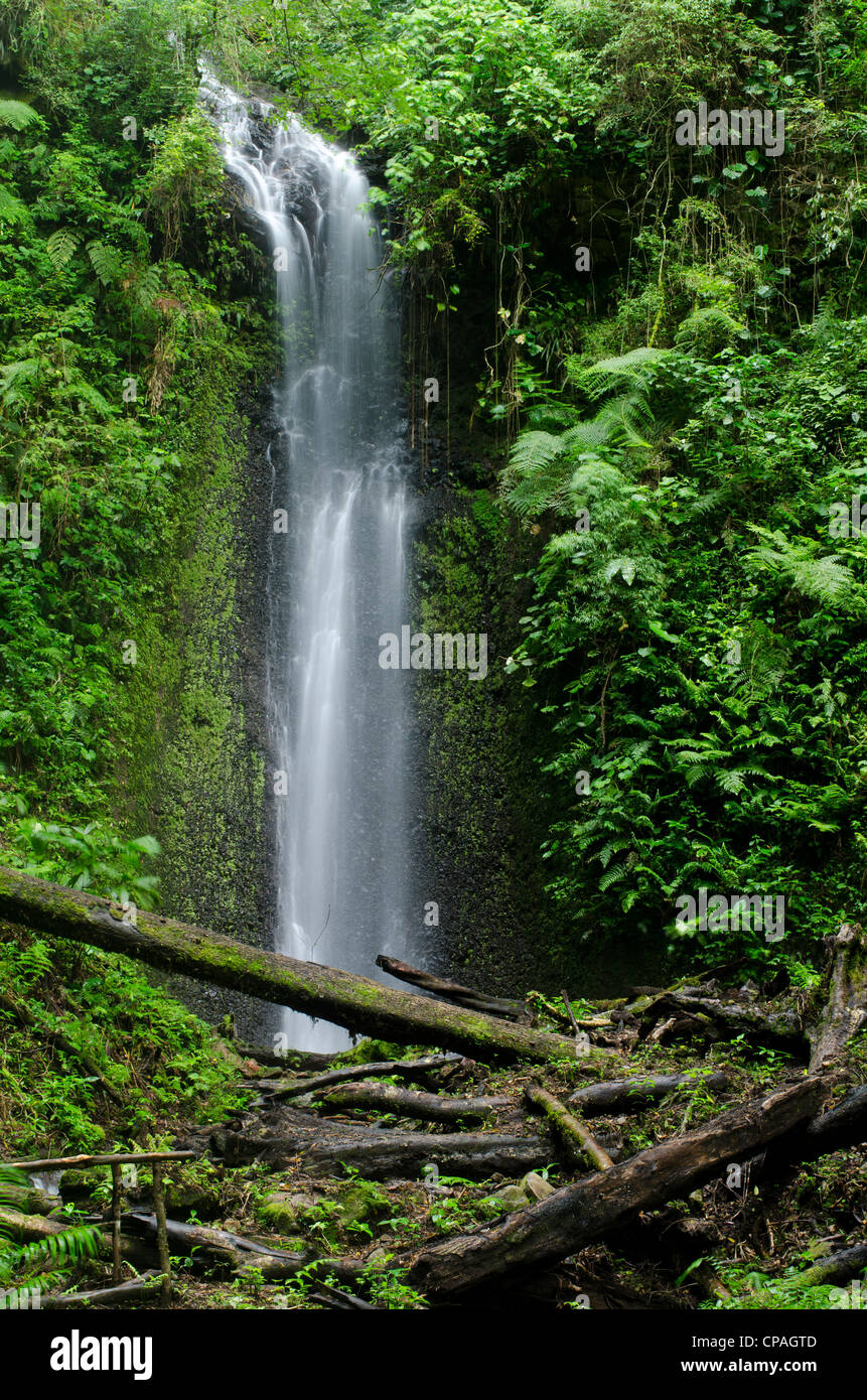 Una cascata su cloud forest, La Amistad parco internazionale, Chiriqui provincia, Panama America Centrale Foto Stock