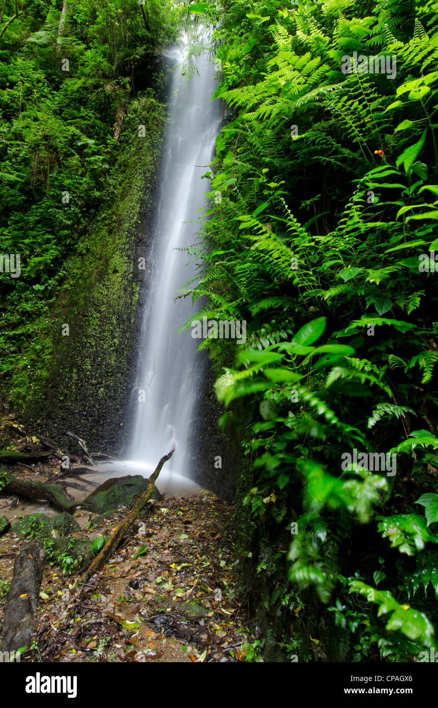 Una cascata su cloud forest, La Amistad parco internazionale, Chiriqui provincia, Panama America Centrale Foto Stock