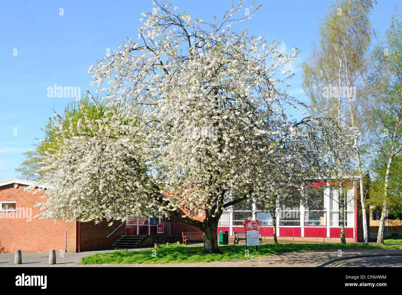 Molla albero fiorirà e firmare per Shenfield biblioteca pubblica edificio gestito da Essex County Council Brentwood Essex England Regno Unito Foto Stock