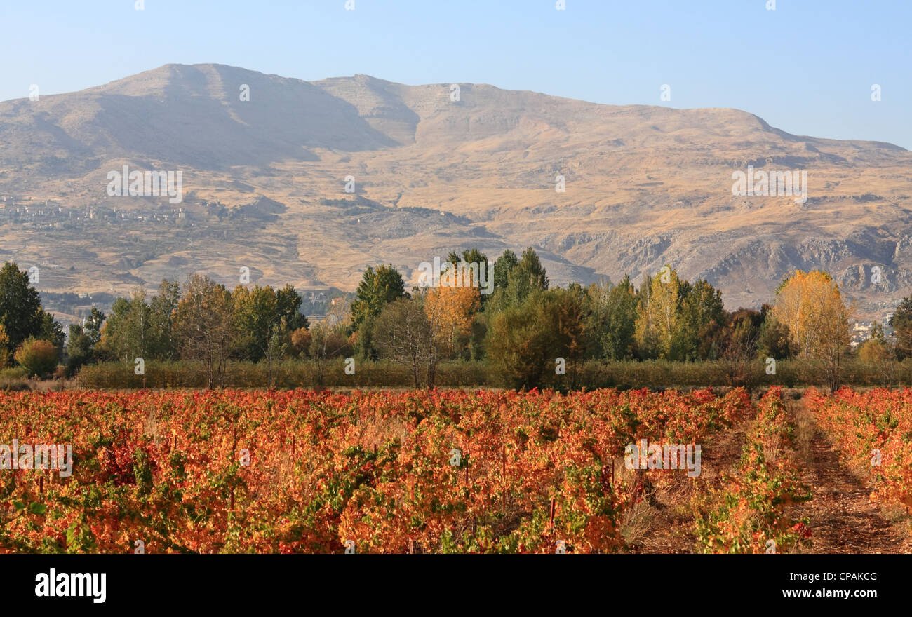 Valle Beqaa, Libano Foto Stock