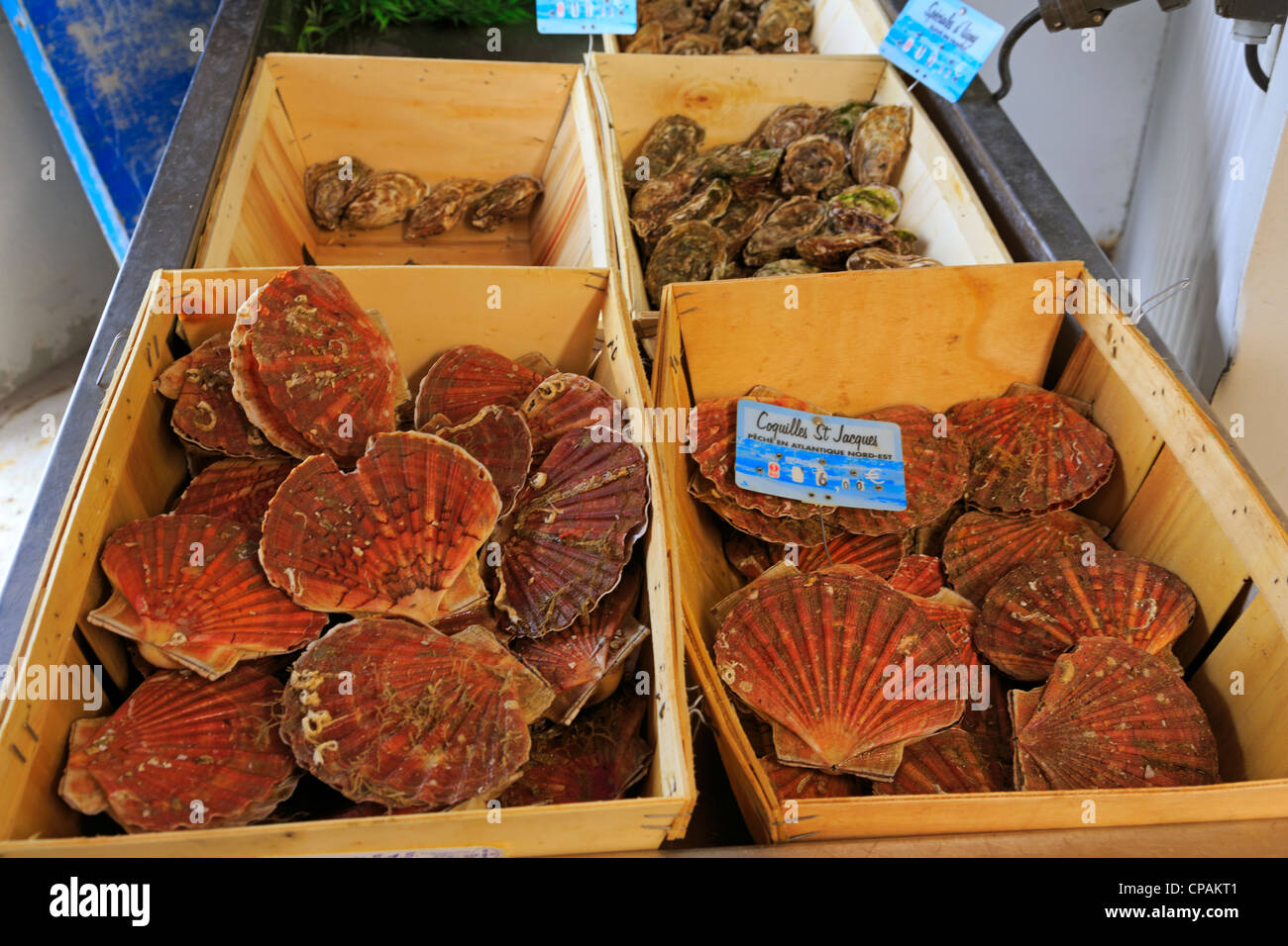 Capesante fresche e ostriche al mercato di Honfleur, Francia. Foto Stock