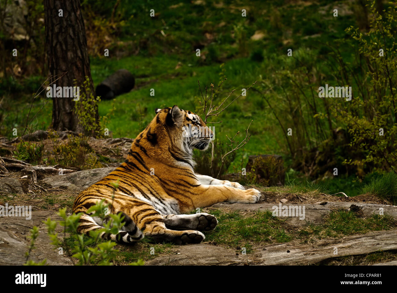 In appoggio un tigre siberiana a Kristiansand Dyrepark (zoo), giubbotto Agder, Norvegia. Foto Stock