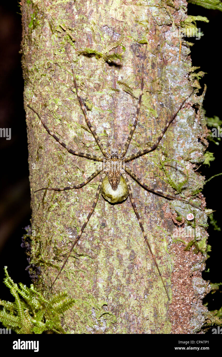 Crociera con uovo sac mimetizzata su un tronco di albero nella foresta pluviale, Ecuador Foto Stock