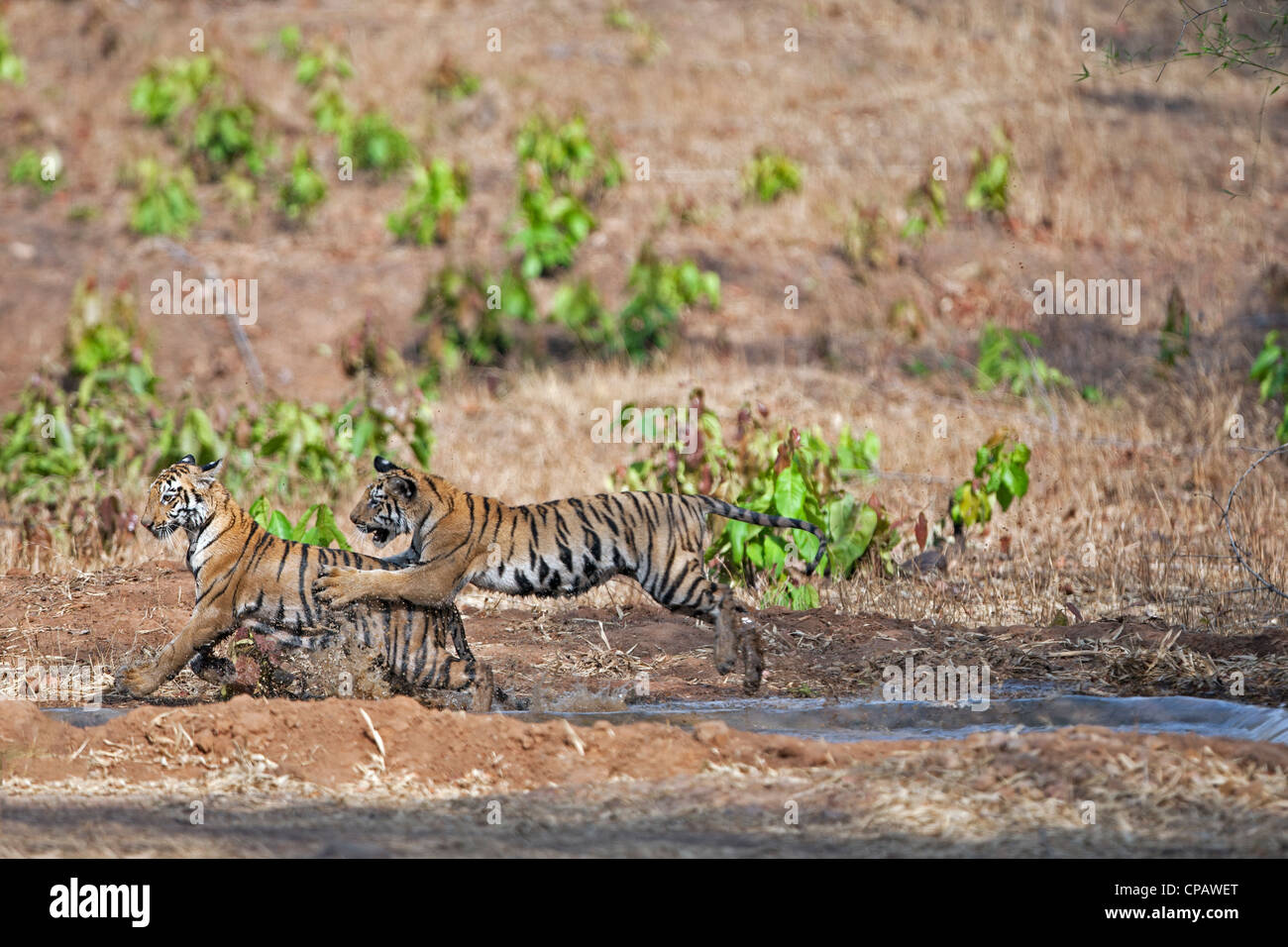 Telia cuccioli di tigre in un scherzosamente lotta a Tadoba Andhari Riserva della Tigre, India. ( Panthera Tigris ) Foto Stock