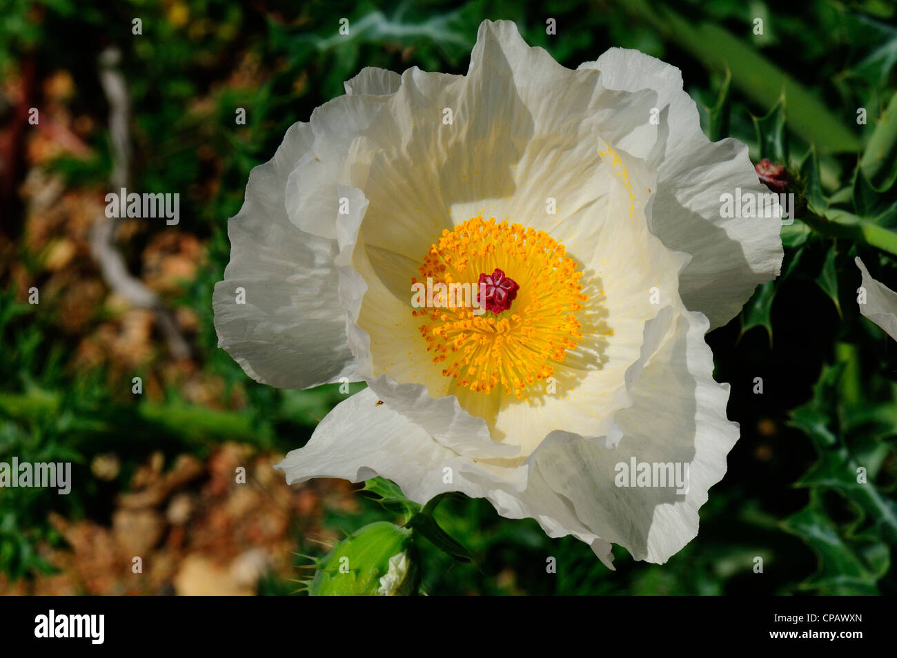 Papavero coccolone (Argemone albiflora) Foto Stock