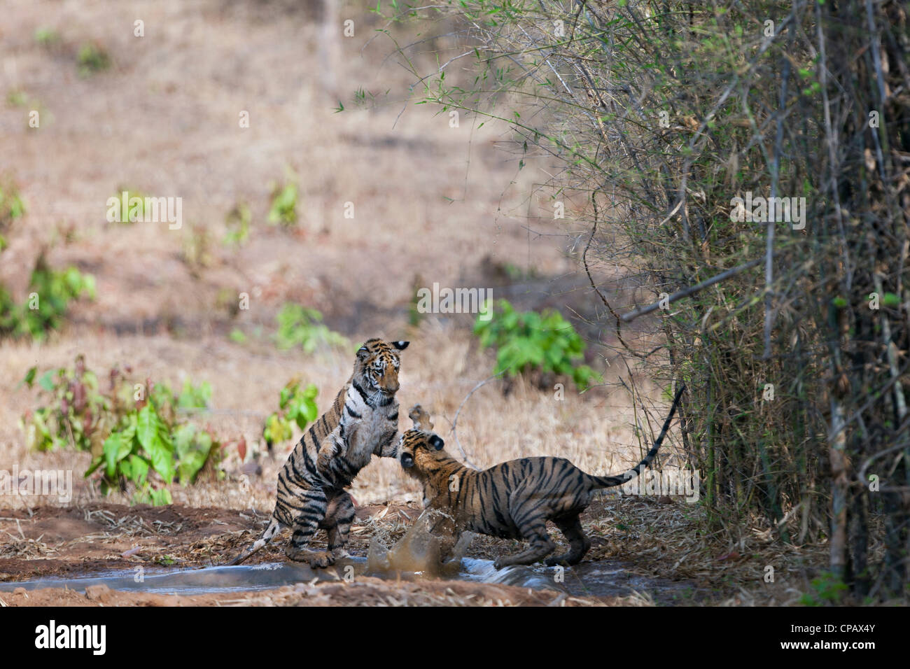 Telia cuccioli di tigre in un scherzosamente lotta a Tadoba Andhari Riserva della Tigre, India. ( Panthera Tigris ) Foto Stock