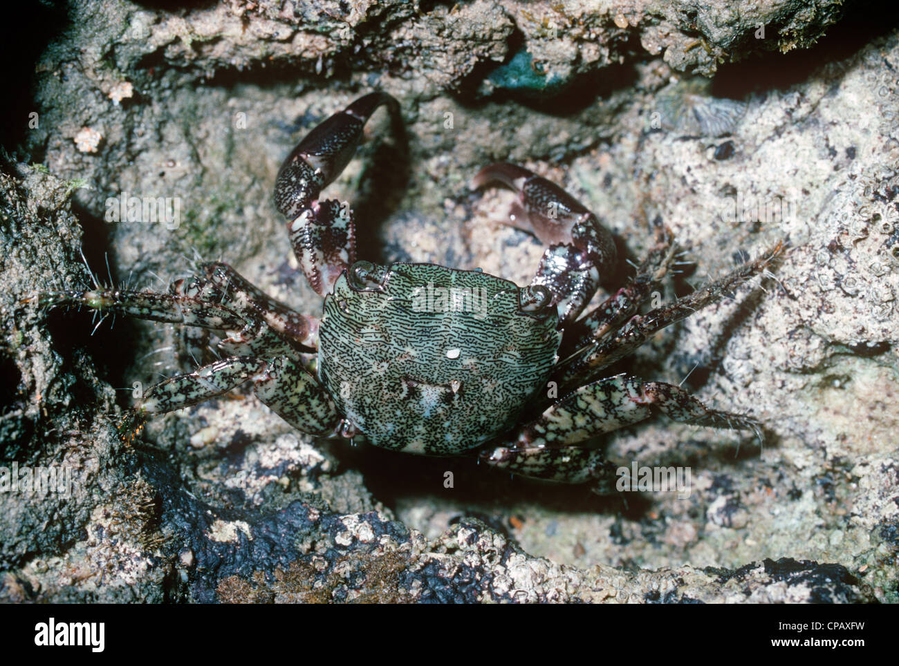 Riva in marmo di granchio, roccia di marmo (granchio Pachygrapsus marmoratus: Grapsidae) in un rockpool Portogallo Foto Stock