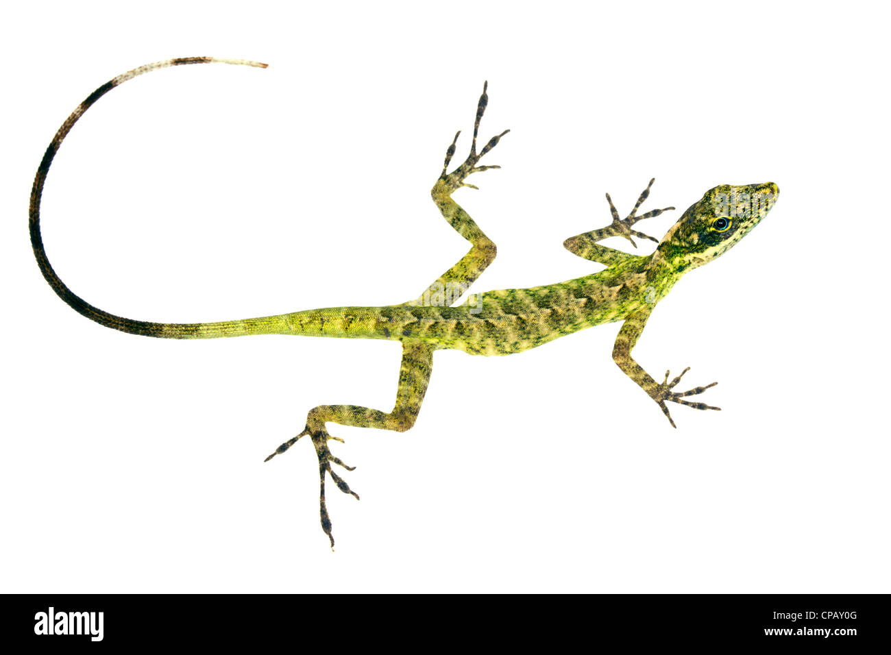 Anole lizard (Anolis festae) da Western Ecuador Foto Stock