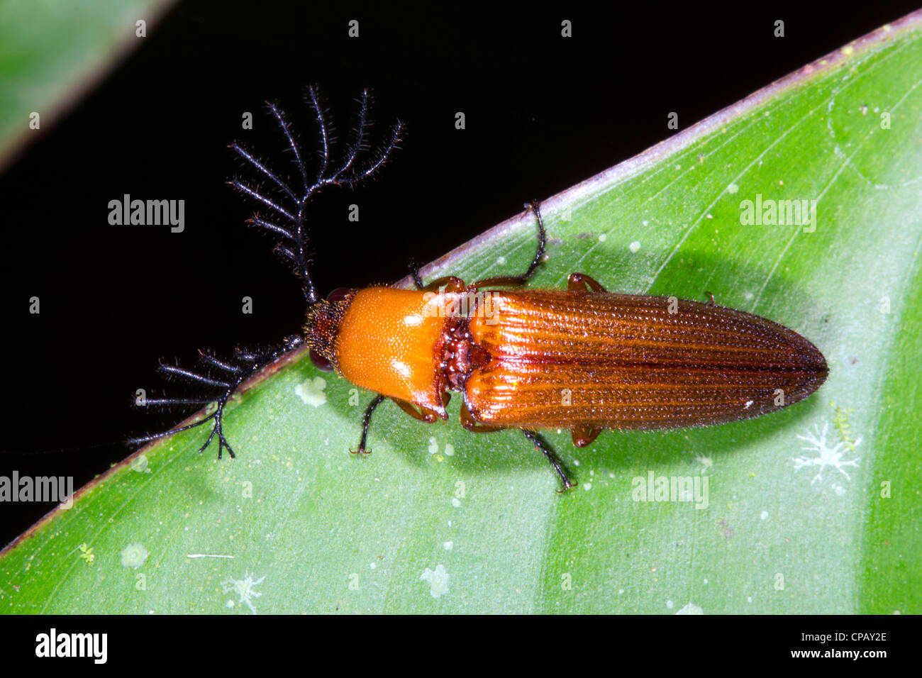 Fare clic su beetle (Elateridae) con grandi antenne sfumato. Probabilmente è un maschio che utilizza queste antenne per rilevare i feromoni femmina. Foto Stock