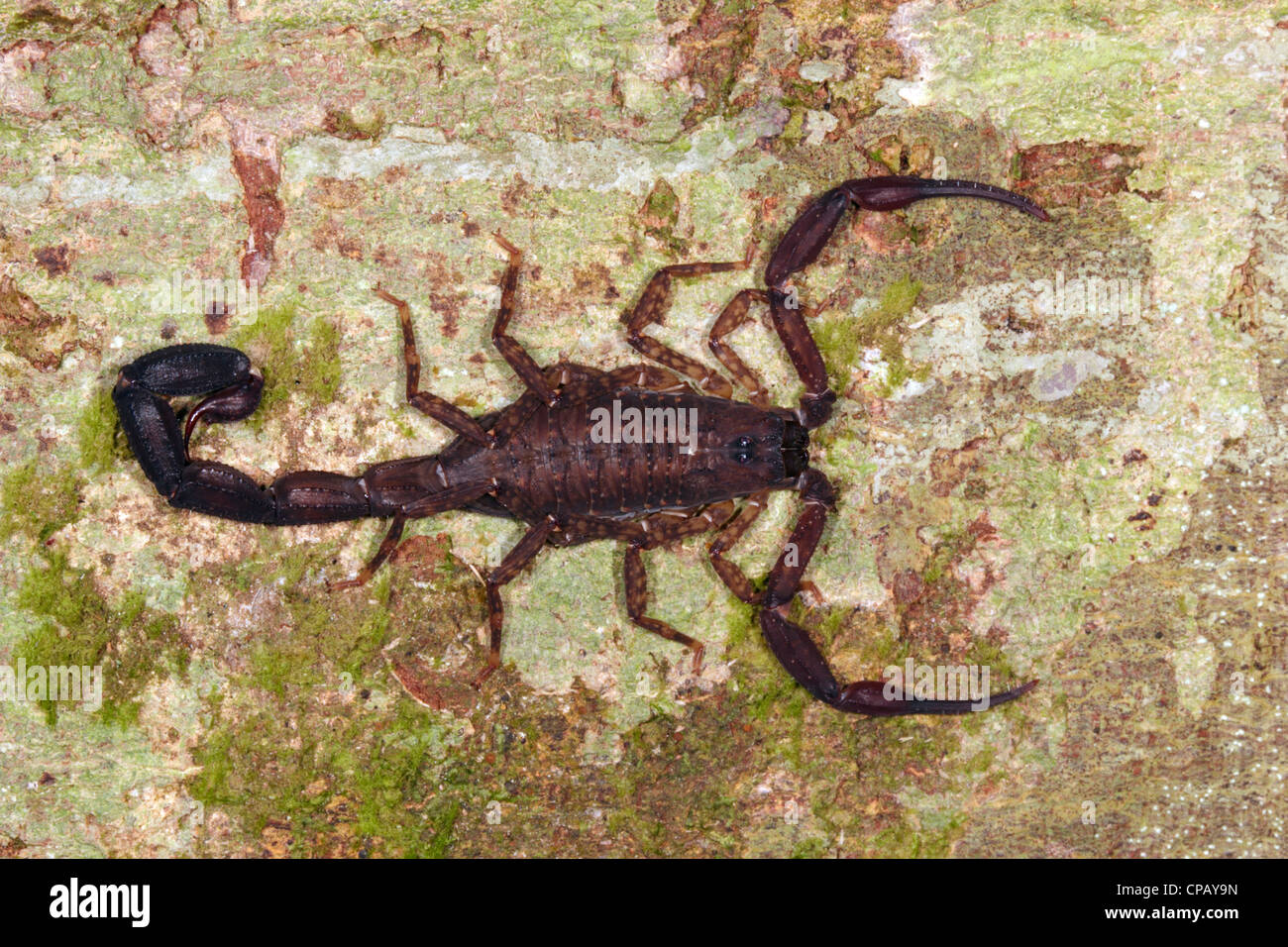 Scorpion su un tronco di albero nella foresta pluviale, Ecuador Foto Stock