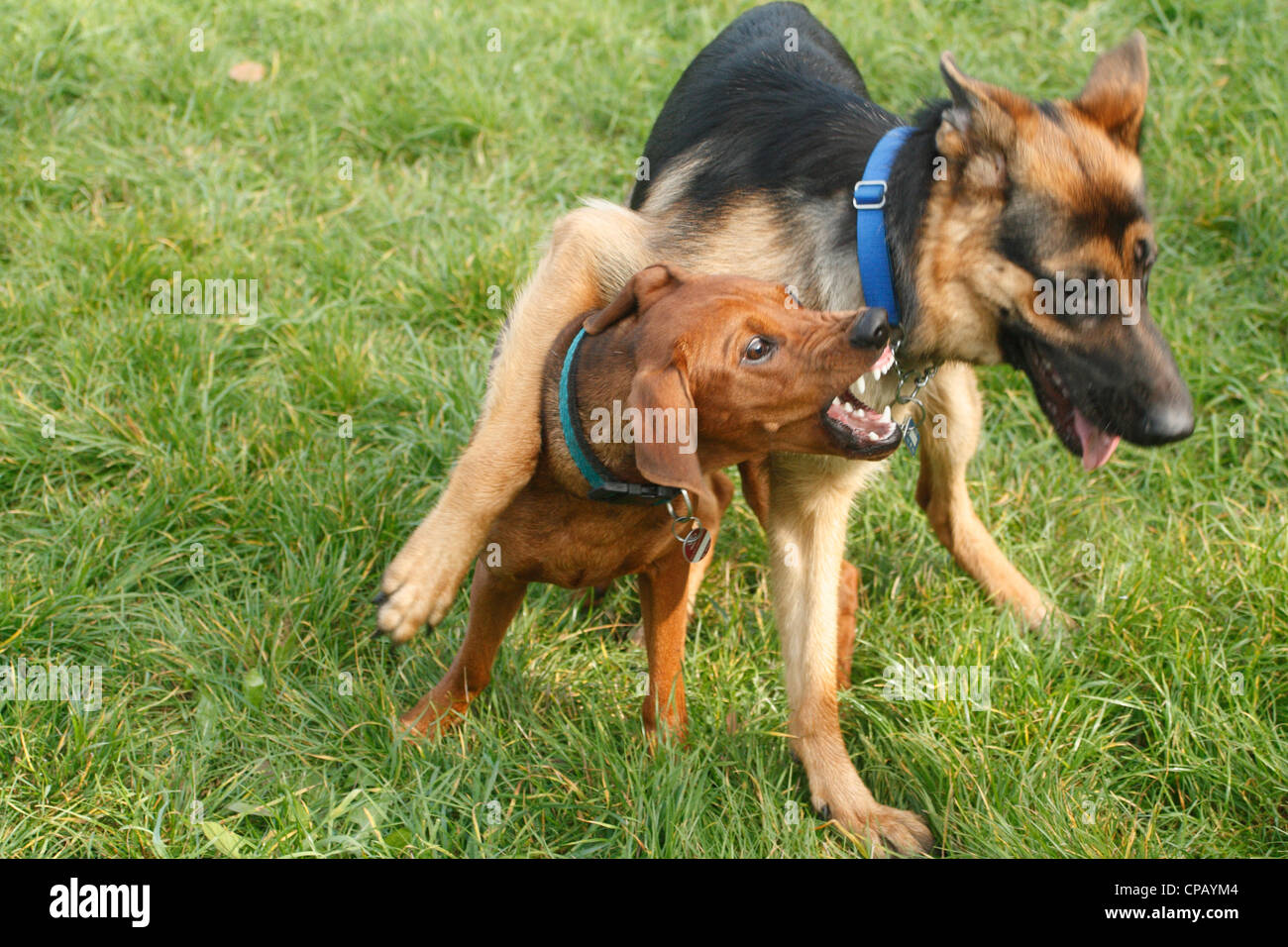 Due cani scuffling su un prato Foto Stock