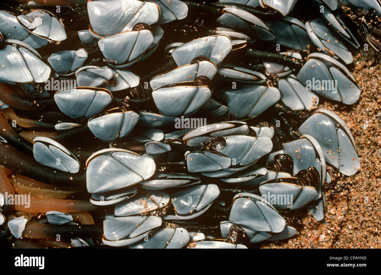 Goose cirripedi (Lepas anserifera) lavato fino a un pezzo di driftwood REGNO UNITO Foto Stock
