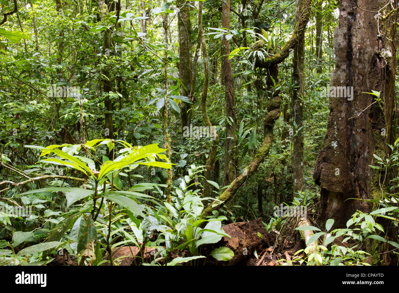 Interno della foresta pluviale tropicale in Ecuador con annodato liana Foto Stock