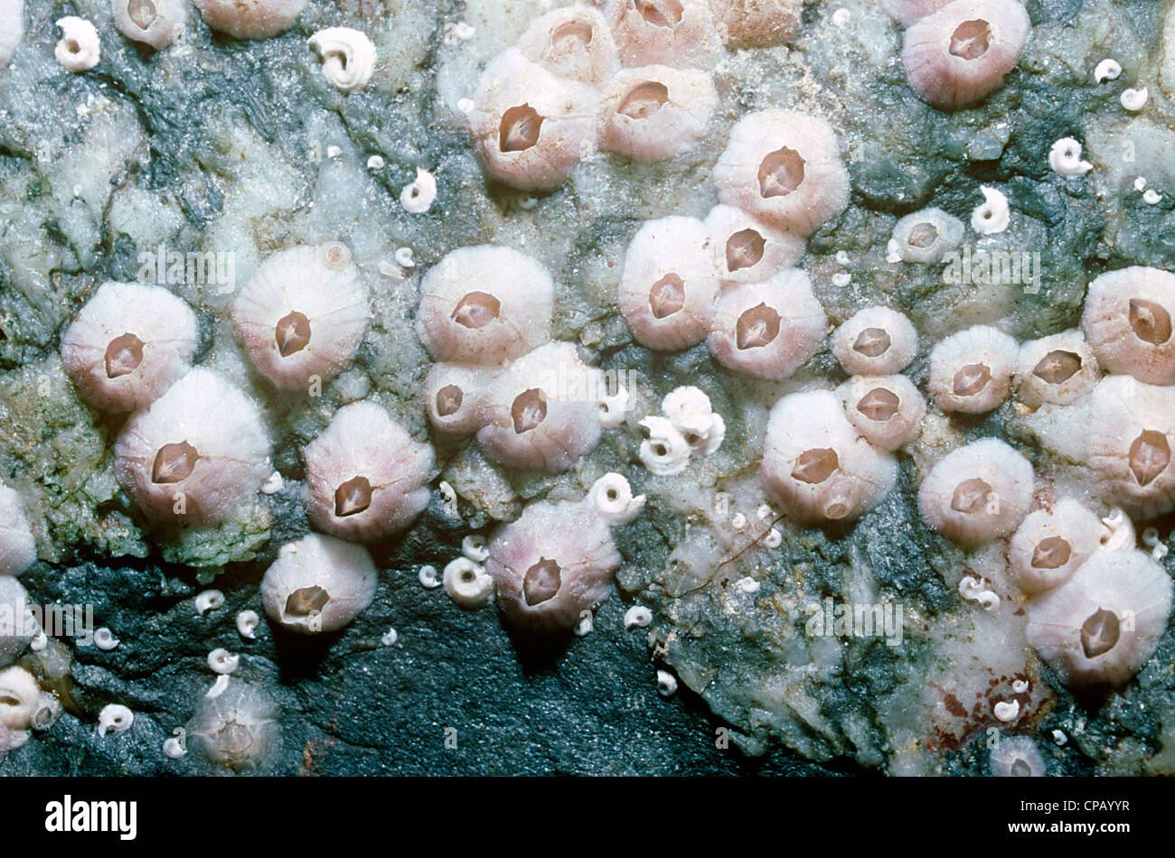 Nuova Zelanda/ Australian barnacle Elminius (modesto: Balanidae), una specie introdotta, sotto una pietra REGNO UNITO Foto Stock