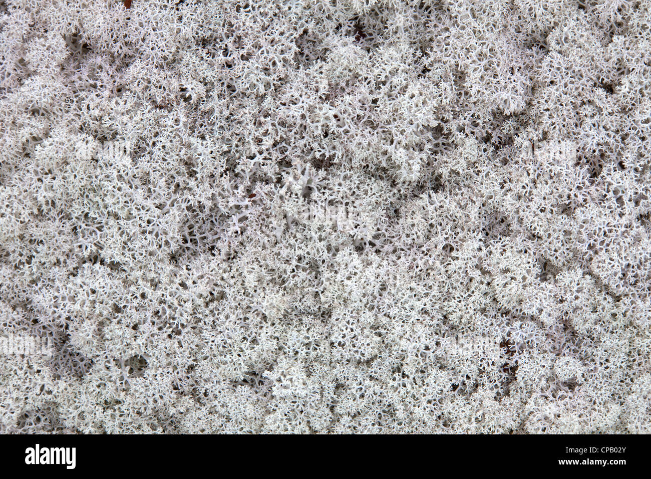 Licheni delle renne (Cladonia rangiferina) sulla tundra, Lapponia, Svezia Foto Stock