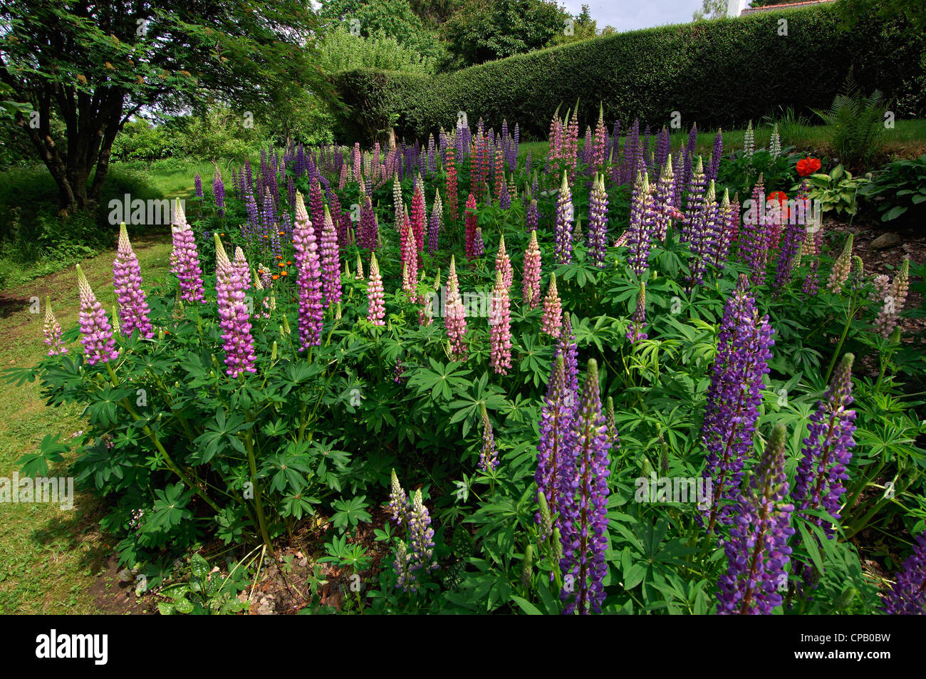 Ampia vista del grande letto di multi-colore di lupino in un informale ambiente da giardino, Perthshire Scozia. Foto Stock