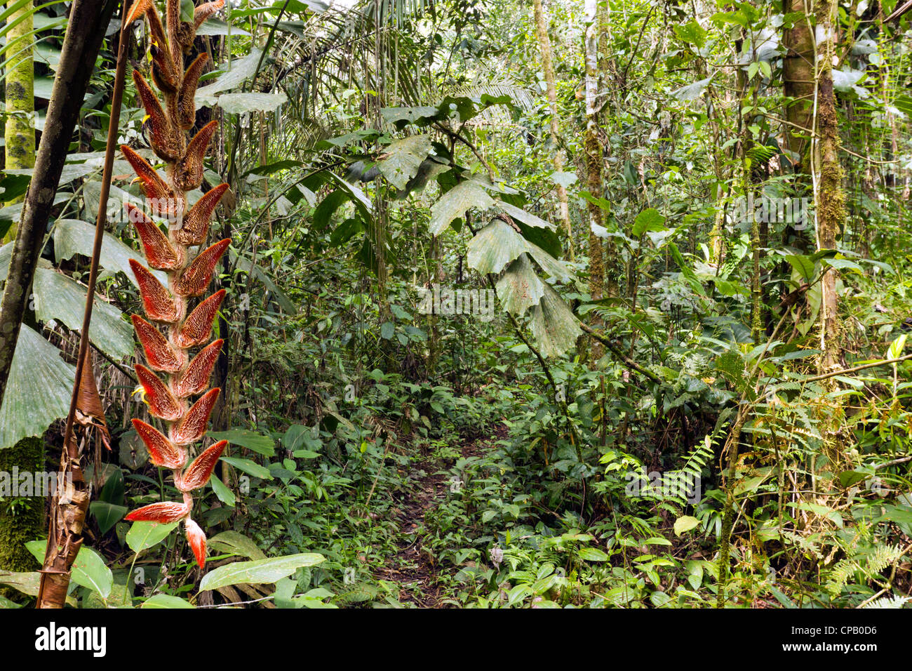 Infiorescenza pensile di Heliconia velligera nella foresta pluviale tropicale, Ecuador Foto Stock