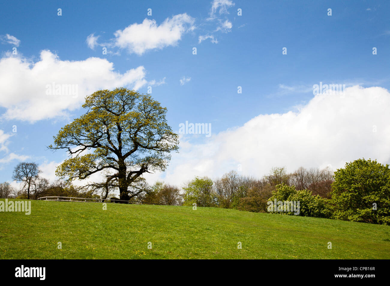 Molla albero a Giacobbe Smith Park Knaresborough North Yorkshire, Inghilterra Foto Stock