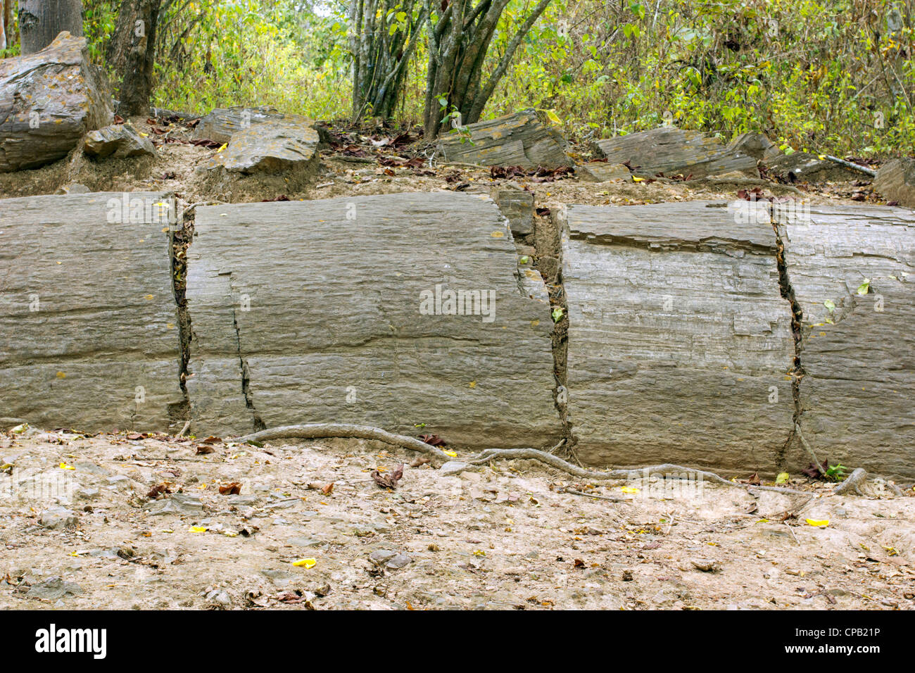 Pertrified tronchi d albero (genere Araucarioxylon, Cretaceo superiore) a Puyango Foresta Pietrificata, Ecuador. Foto Stock