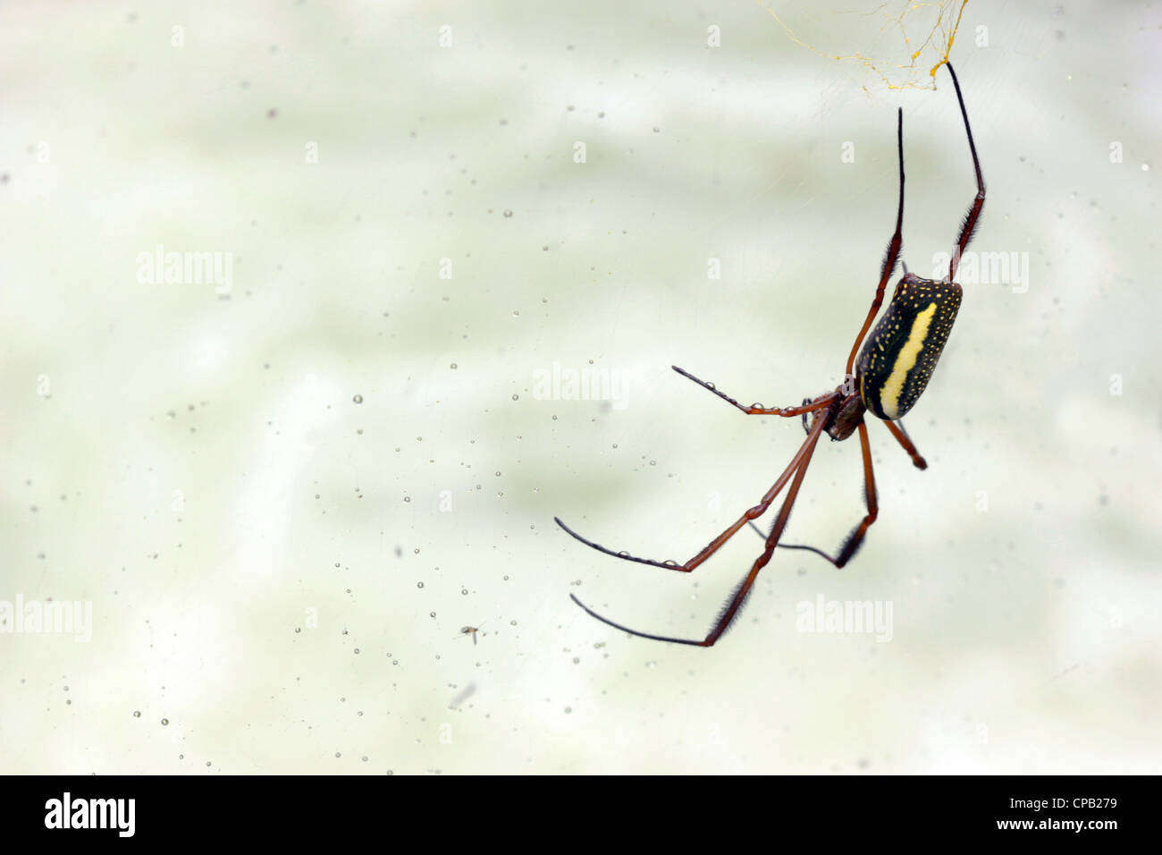 Nephila spider appesa in un web sovrastante un fiume in Ecuador Foto Stock