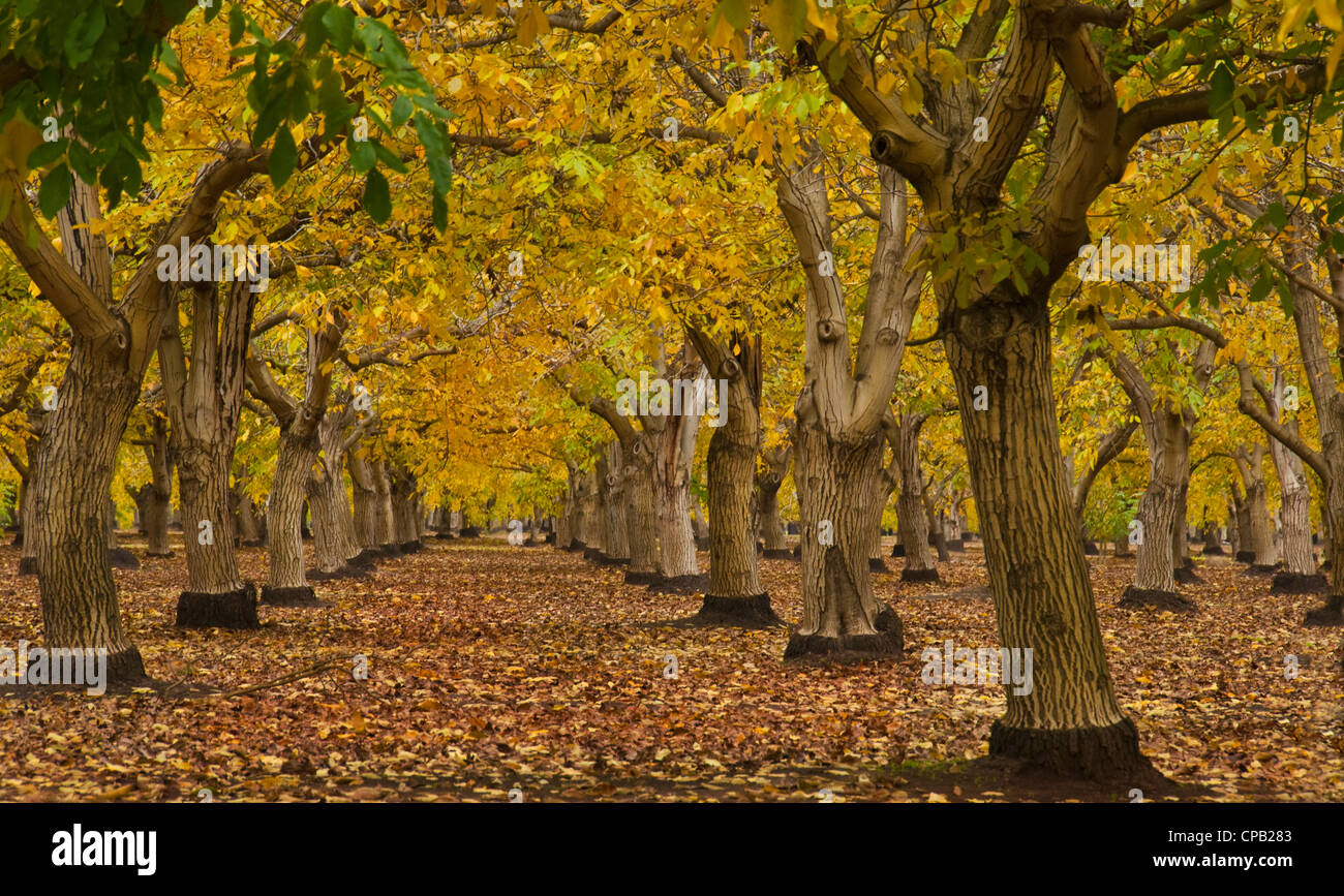 Buste in autunno un inglese di noce (Juglans regia) orchard Valle di Sacramento in California Foto Stock