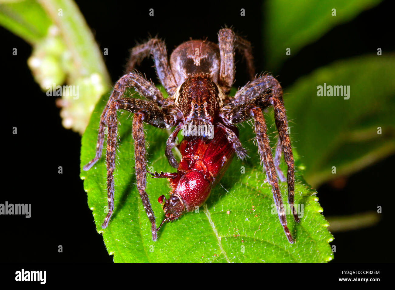 Girovagando spider (Famiglia Ctenidae) mangiando un coleottero nel sottobosco della foresta pluviale di notte Foto Stock