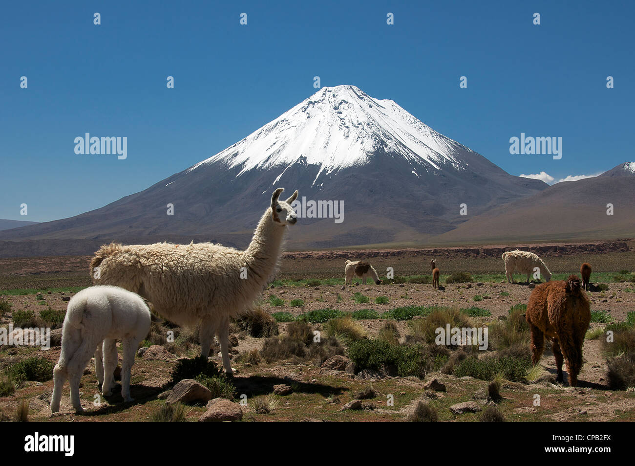 Llamas e nevato Volcan Licancabur Andes Cile Foto Stock