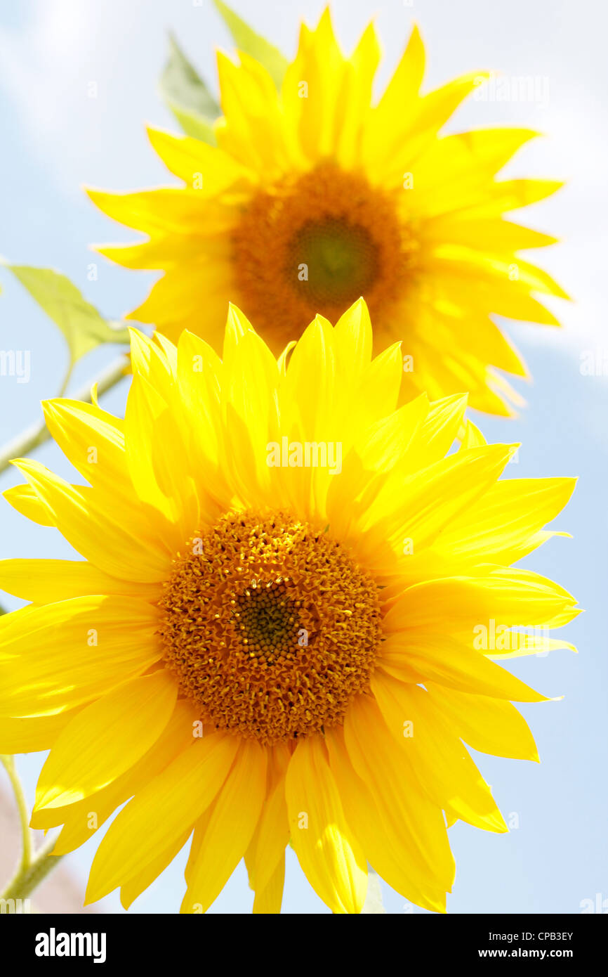 Bella girasoli di calore in estate Foto Stock