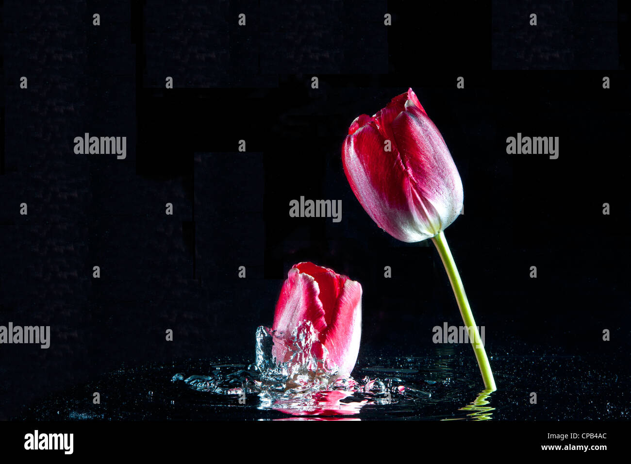 I tulipani in studio. Foto Stock