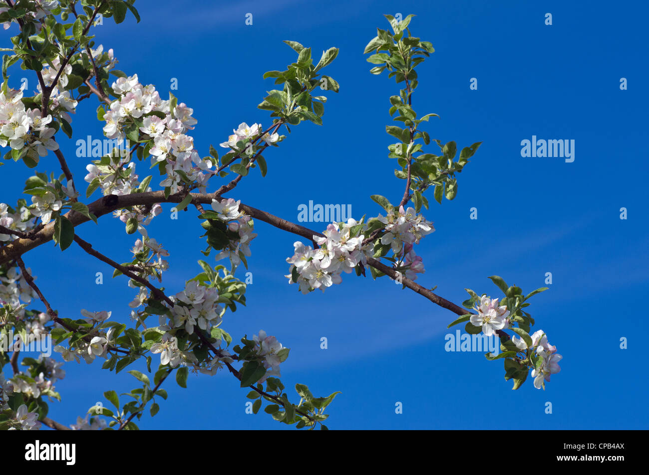Apple Orchard con fiori e cielo blu Foto Stock