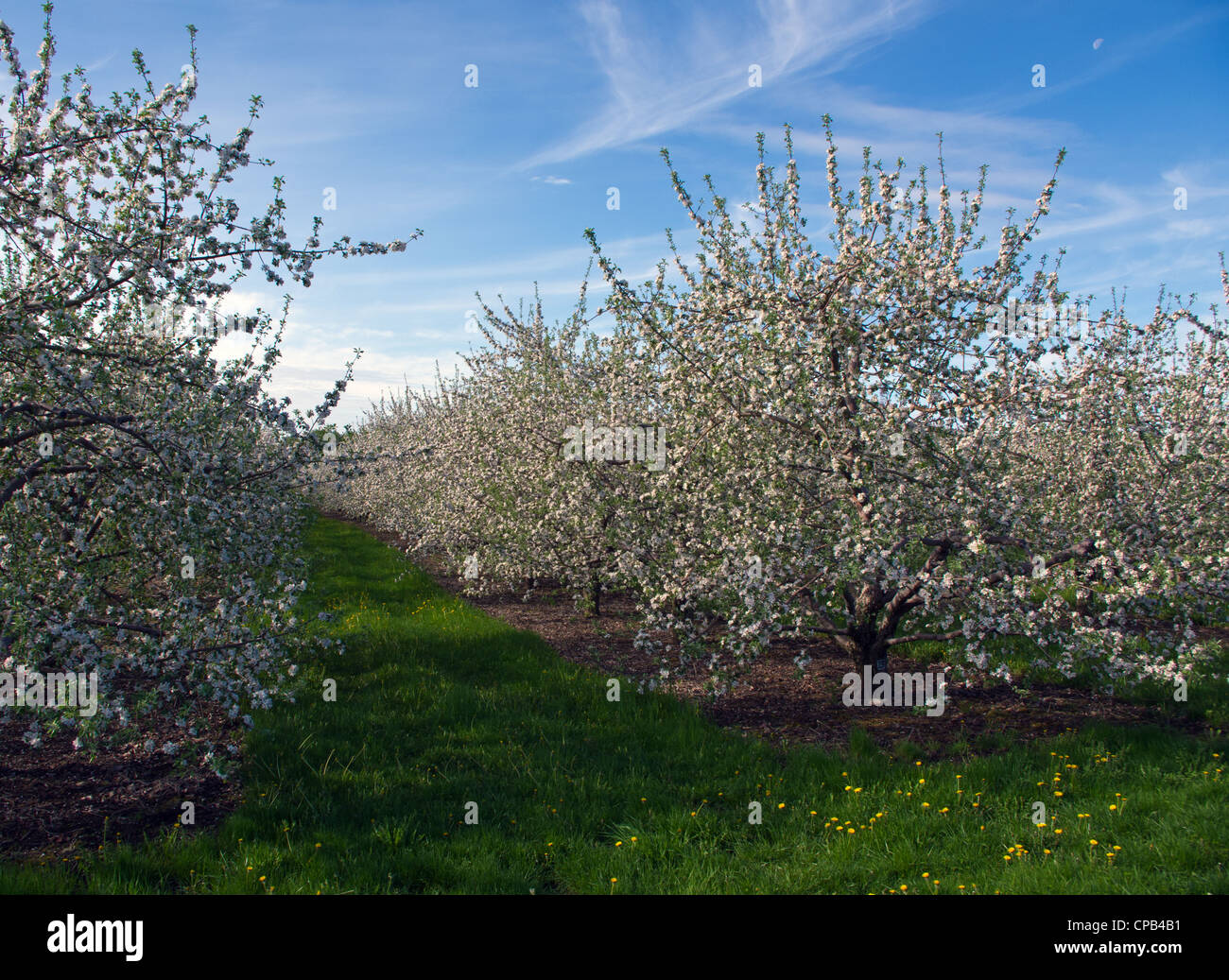 Apple Orchard con fiori e cielo blu Foto Stock