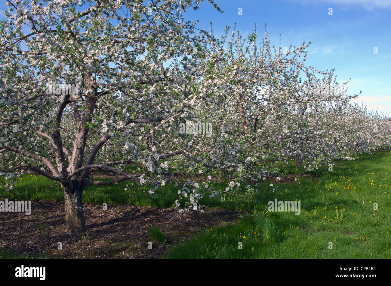 Apple Orchard con fiori e cielo blu Foto Stock
