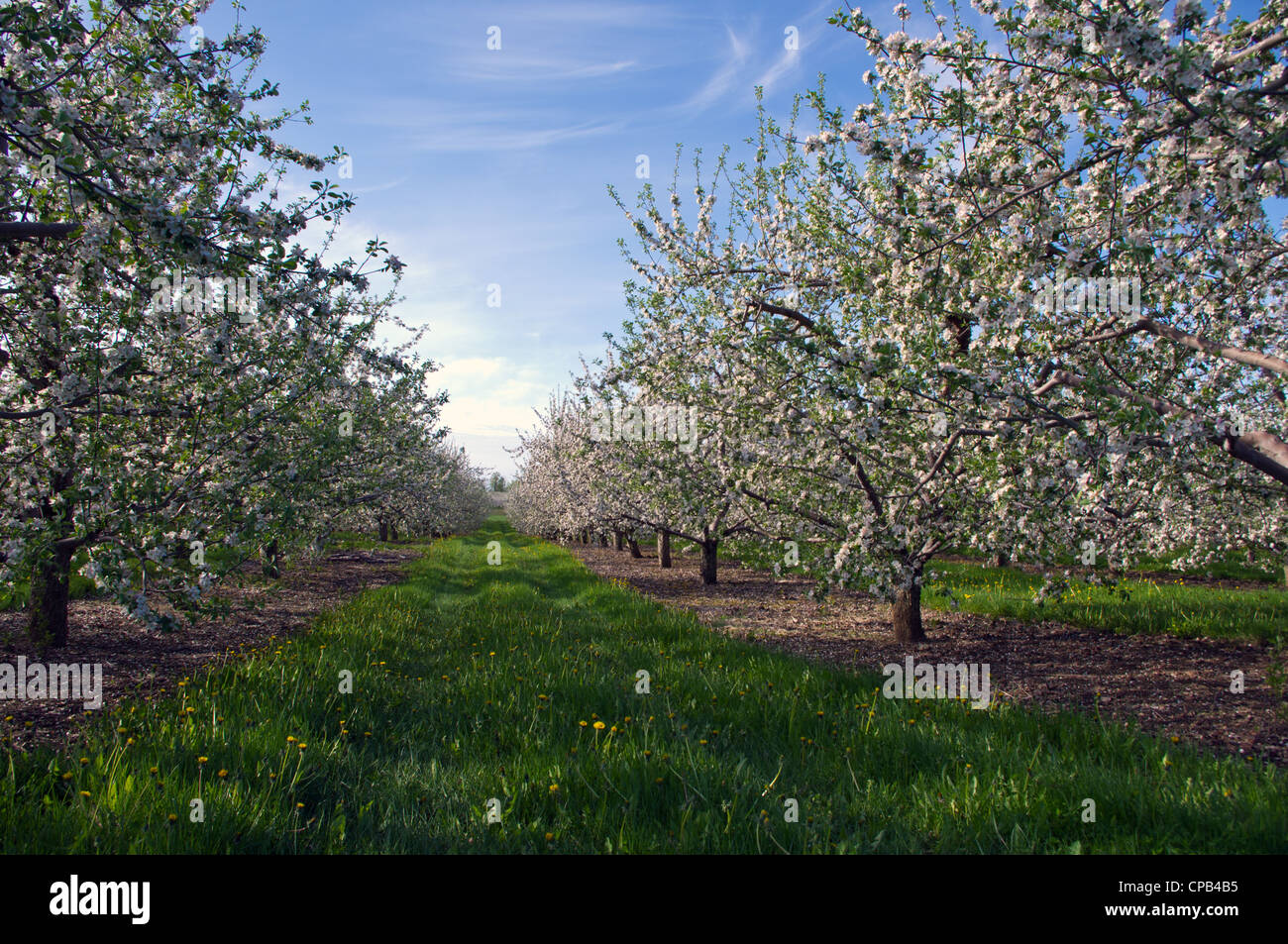 Apple Orchard con fiori e cielo blu Foto Stock