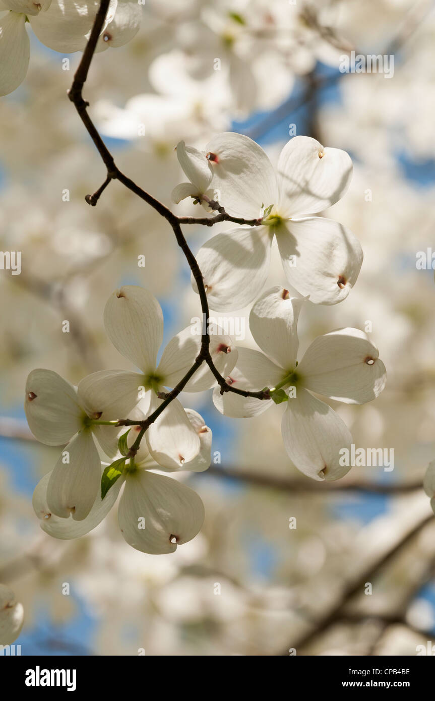 Corniolo fiori ad albero Foto Stock