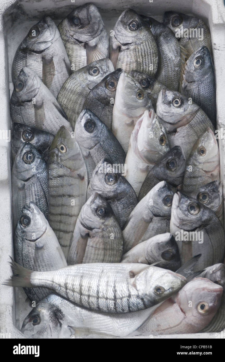 Pesce fresco pesci di cattura rigida la cattura del pescato mediterraneo la pesca di stock ittici tenui colori colori colore colore grigio argento m Foto Stock