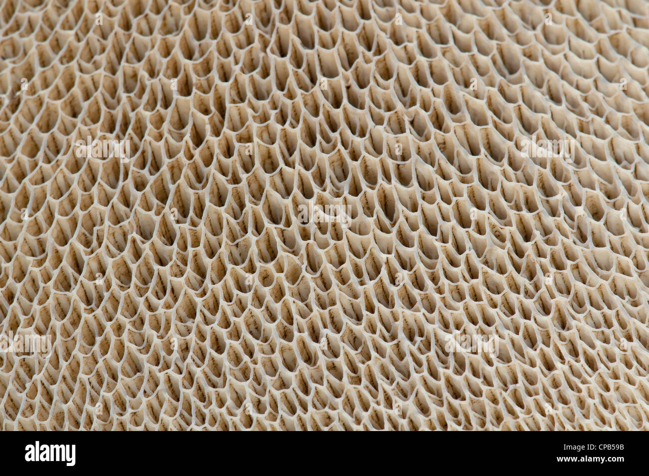 Tubi di spore sulla parte inferiore del toadstool: Boletus sp. Foto Stock