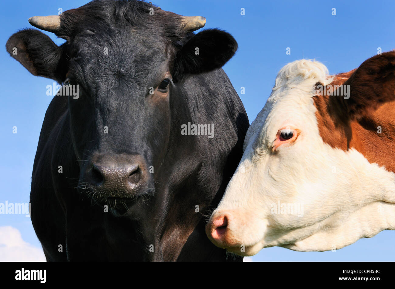 Ritratto di un giovane nero bull abd una vacca Montbeliarde Foto Stock
