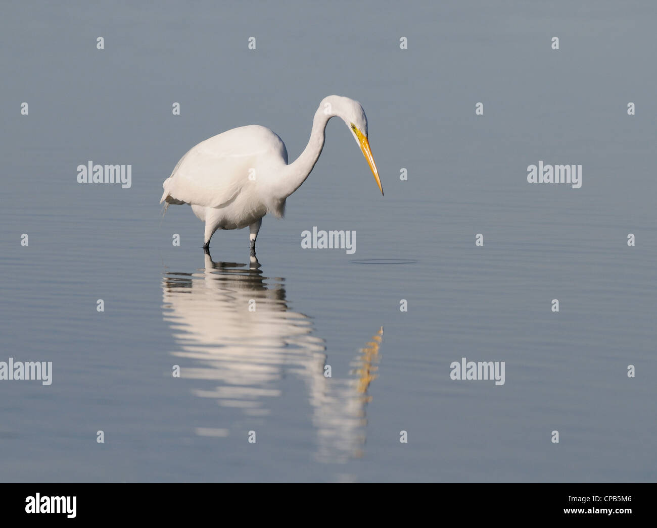 Grande airone bianco inceppato il suo collo in fuori di fronte di boccole in background. Laguna a Fort De Soto, Florida, Stati Uniti d'America Foto Stock