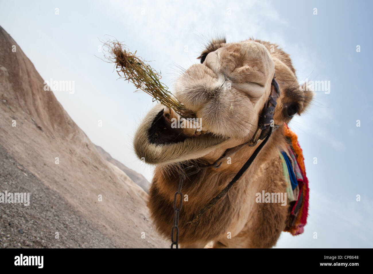 Un cammello nella valle del Giordano deserto di Nabi Musa, un santo Musulmano sito nelle vicinanze di Cisgiordania città di Gerico. Foto Stock