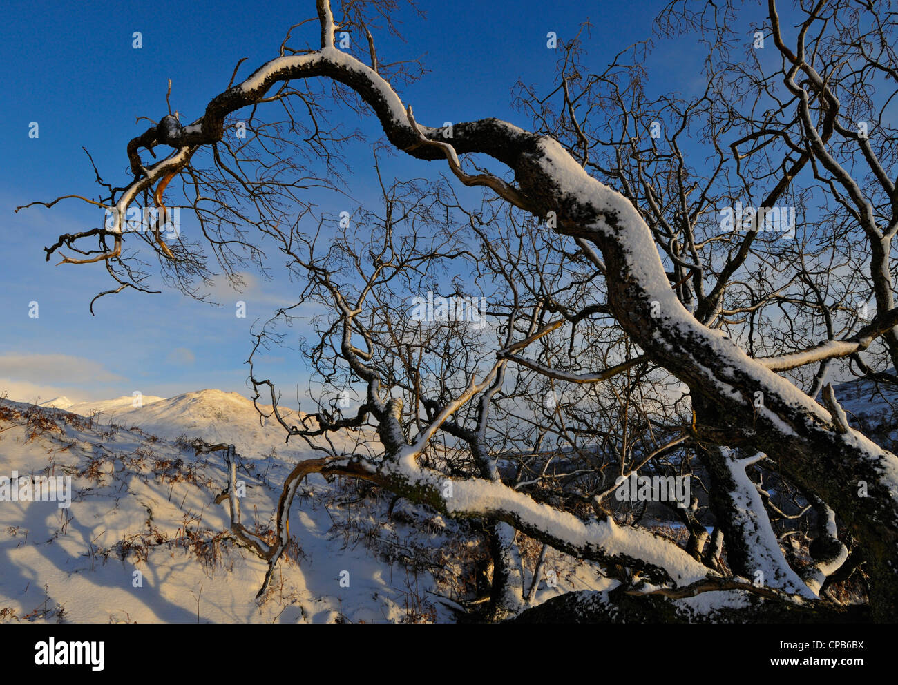 Coperte di neve a rami di un albero caduto in un paesaggio innevato sotto le colline Tarmachan, Perthshire, Scotland, Regno Unito. Foto Stock